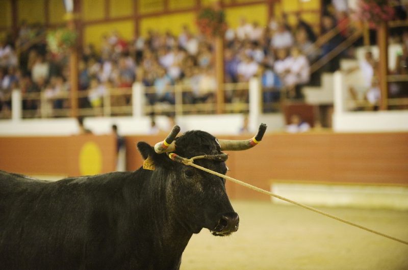 Course Landaise une coursière