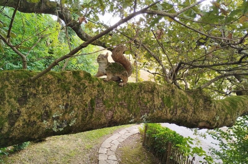 Ecureuil Papyjotte 2025 ©Hayet