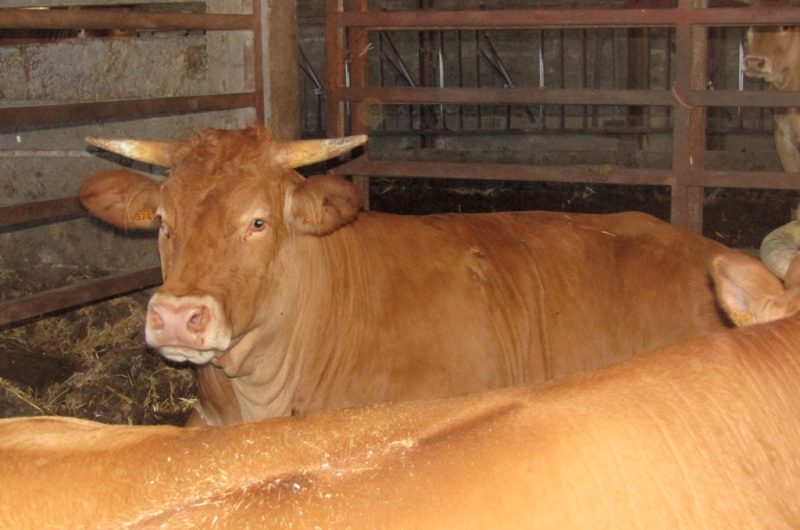 Ferme Ceres – boeuf de chalosse