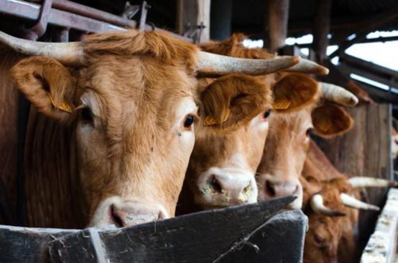 Ferme Ceres – des boeufs de Chalosse