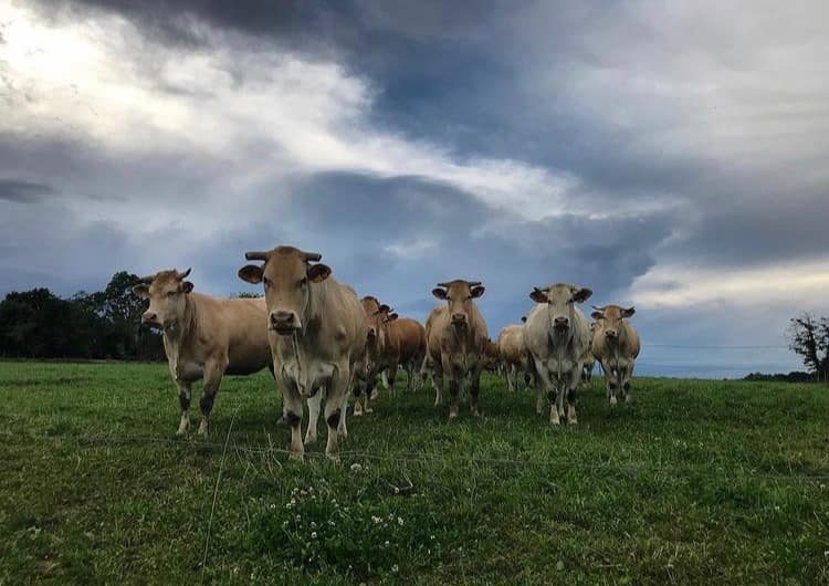 Ferme Galas – Vaches dans le prè