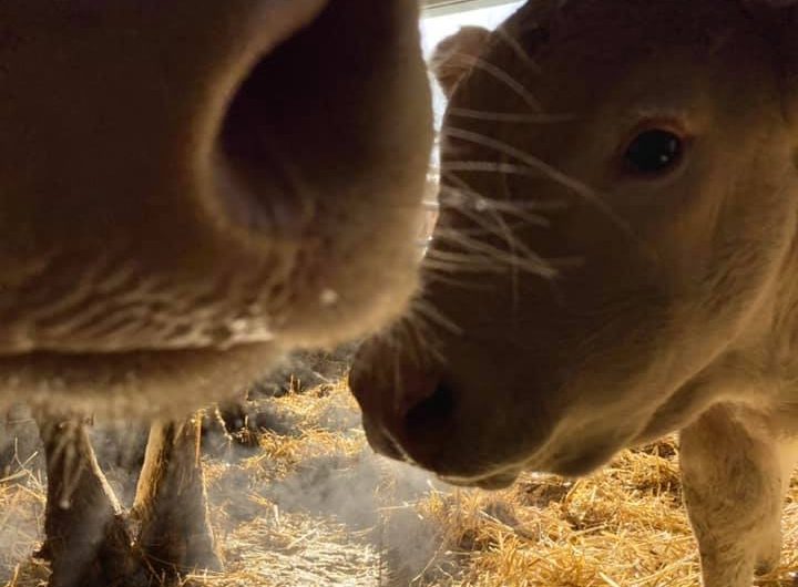 Ferme Galas – Veau