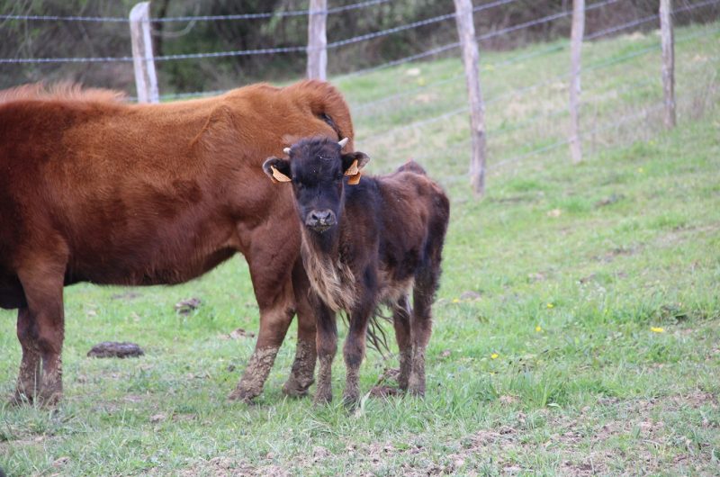 Ganaderia-Bodus—Poyanne—nouveau-ne
