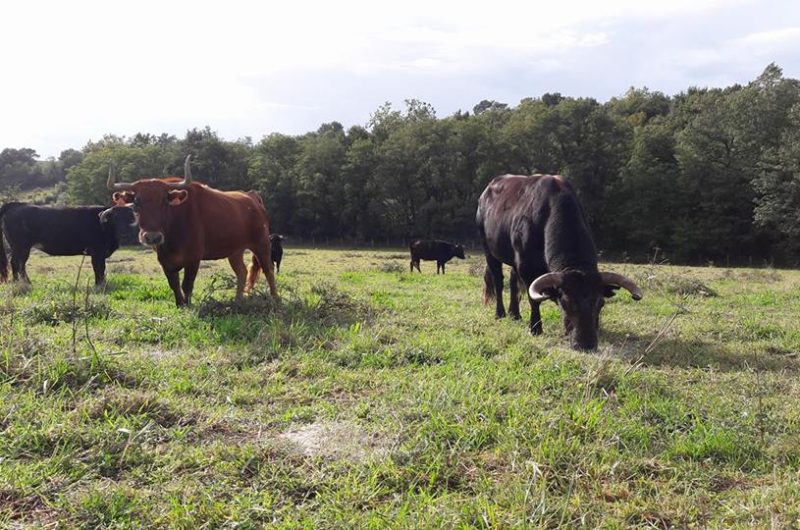 Ganaderia-Bodus—Poyanne