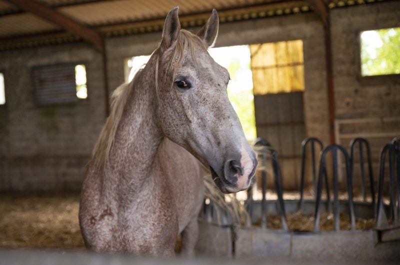 Ganaderia Nogues1 ©PopCom