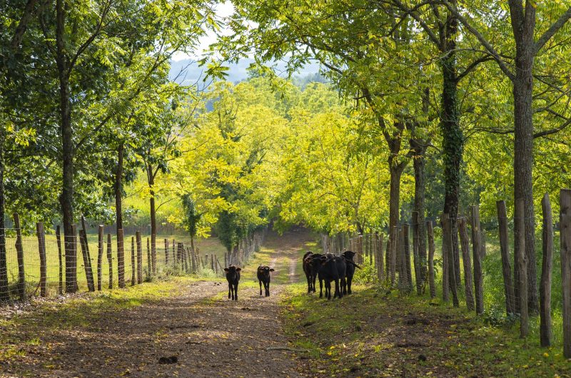 Ganaderia Nogues3 ©PopCom