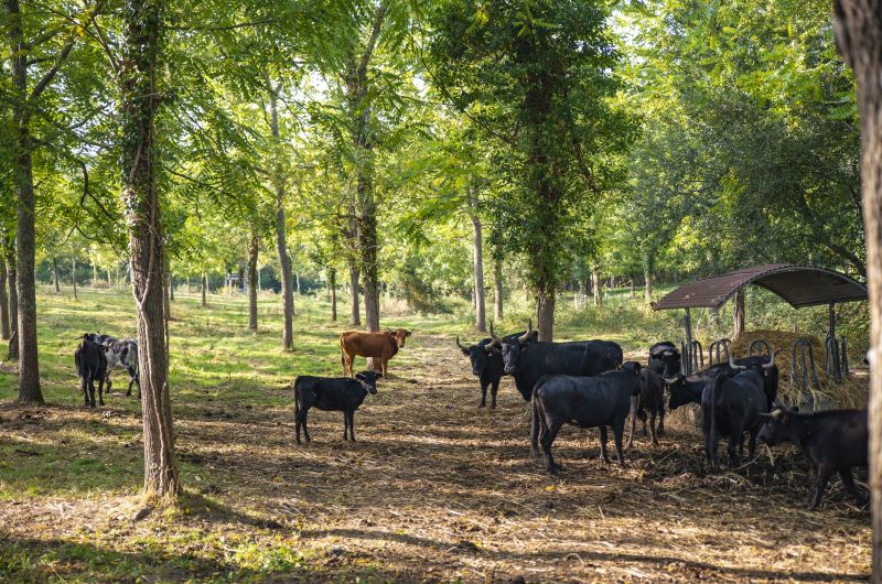 Ganaderia Nogues6 ©PopCom