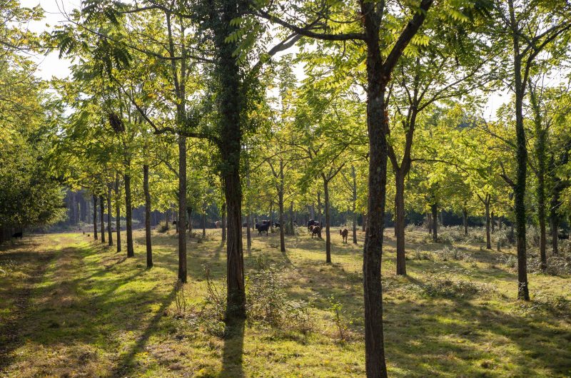 Ganaderia Nogues7 ©PopCom