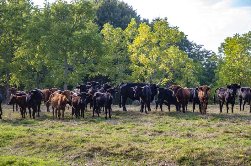 Ganaderia Nogues8 ©PopCom