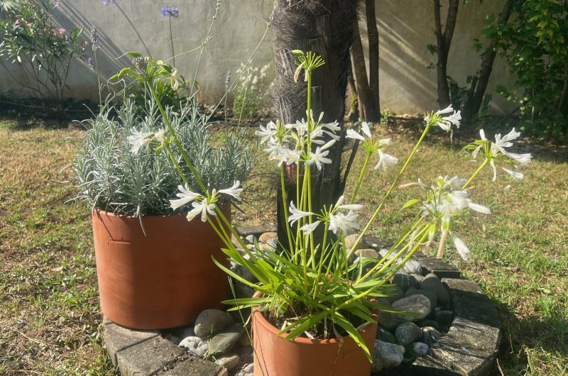 Gout_capbreton_landesatlantiquesud (6)