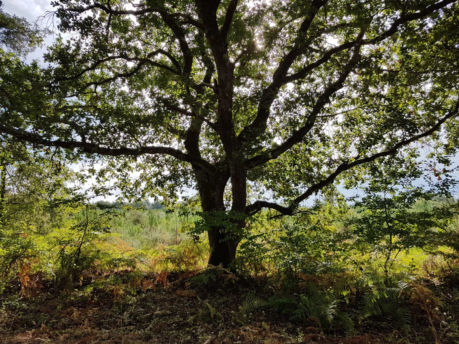 Greeter Thierry©CarineCouerbe (9)