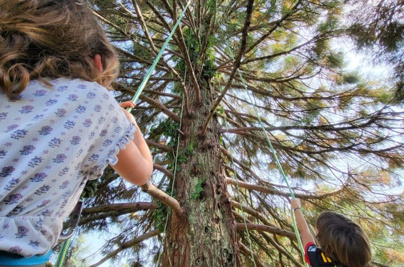 Grimpe Arbre 1 (3)