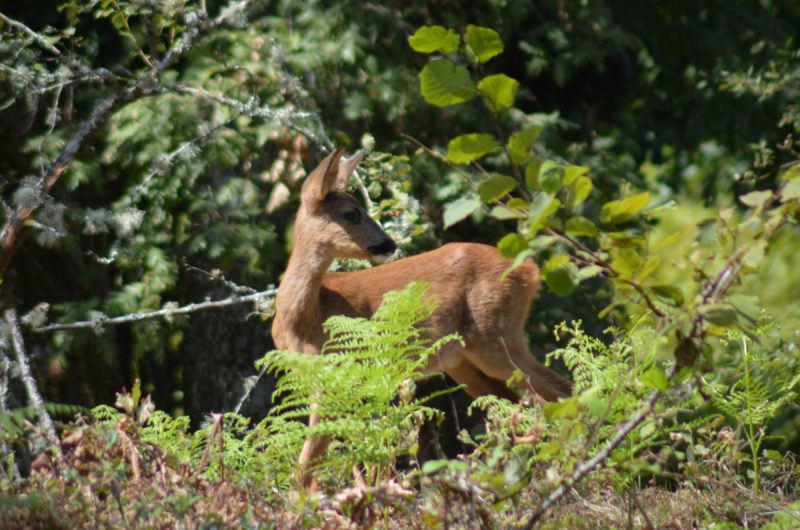 HLOAQU040NOWBG01-b18