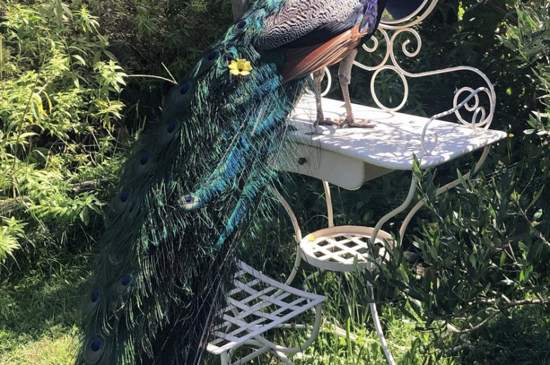 Jardins Humanité5_TYROSSE_OTILAS