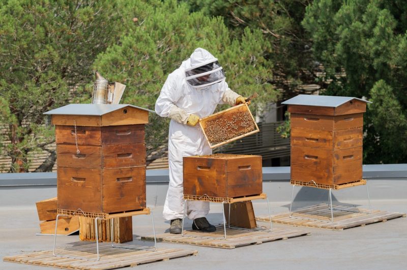 camping-biscarrosse-ruche-la rive-ciela-village 4