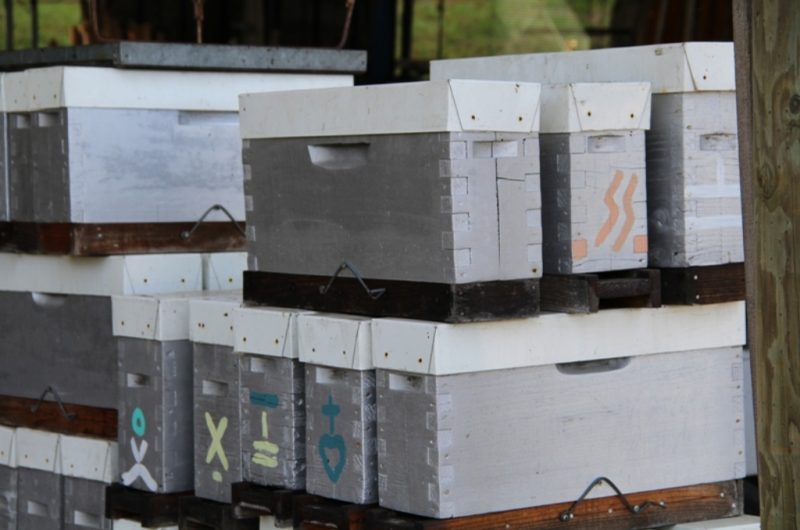 Le Rucher – des ruchettes