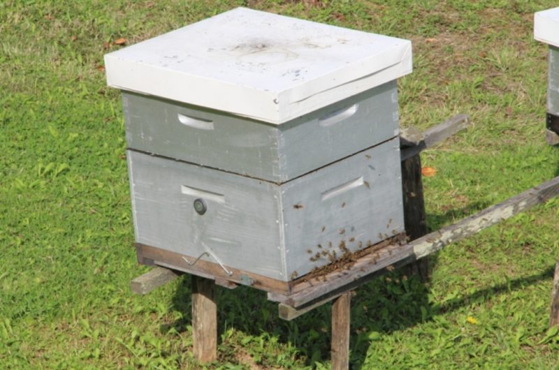 Le Rucher – une ruche