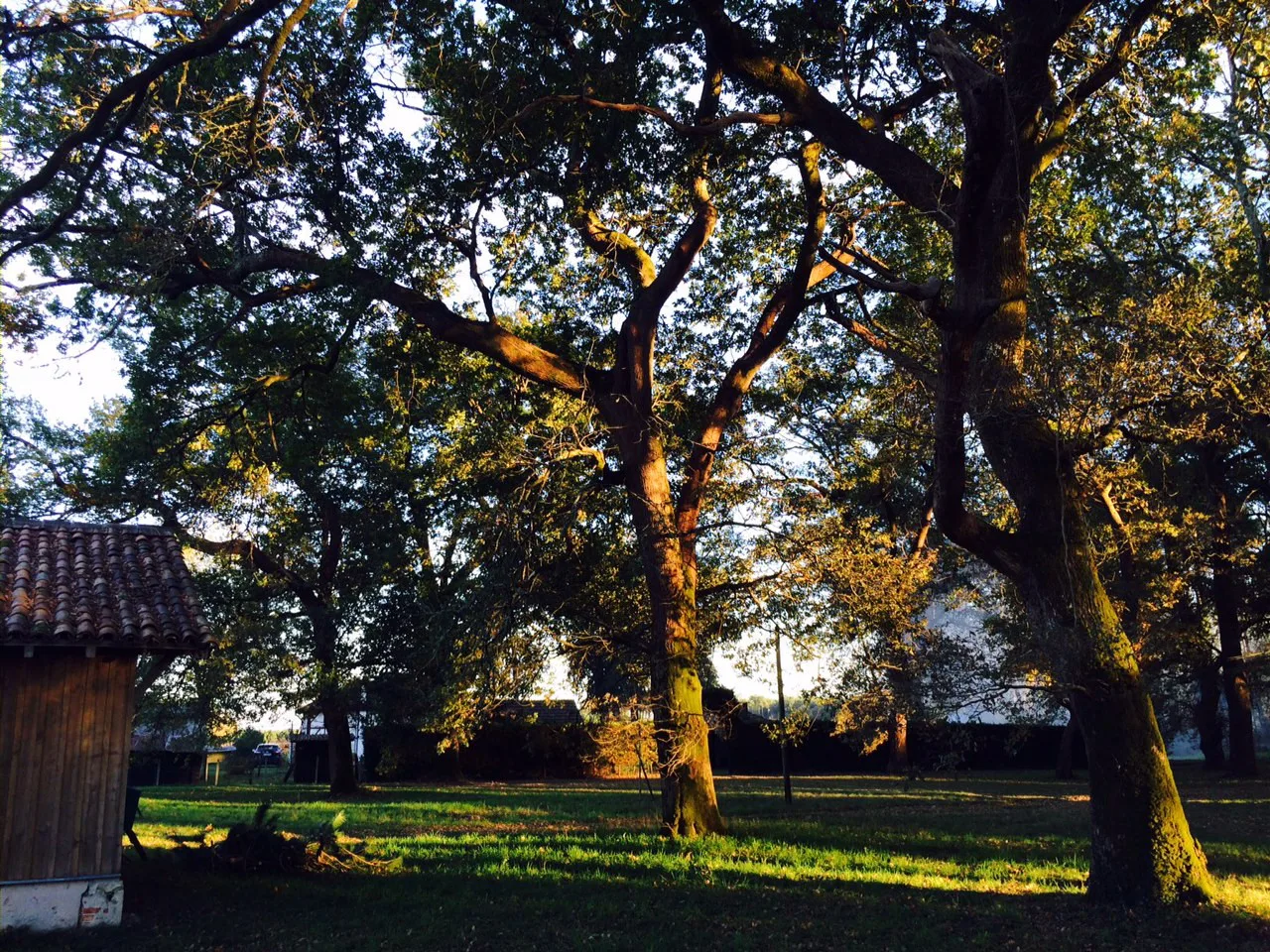 Le bois de chênes de l’airial