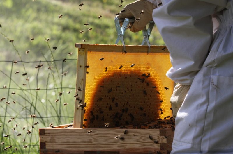 Les butineuses du Castagnos – 2