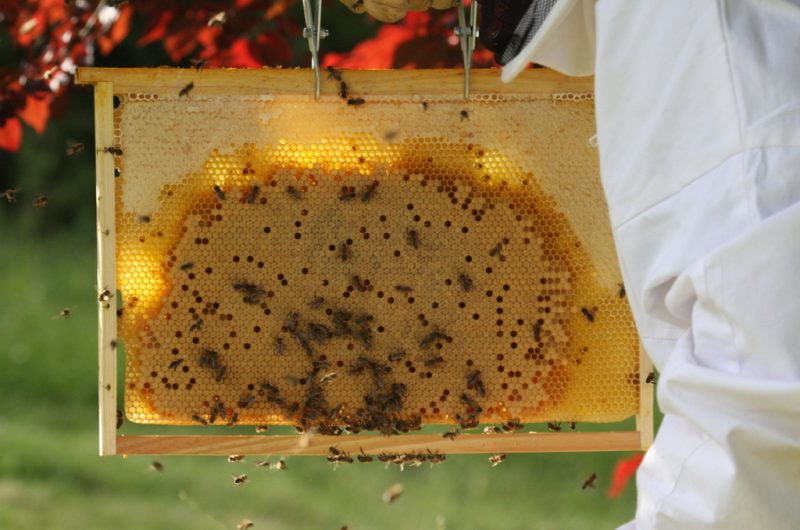 Les butineuses du Castagnos – 3