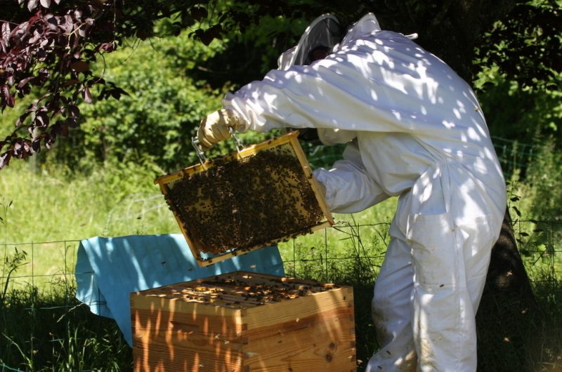 Les butineuses du Castagnos – 4