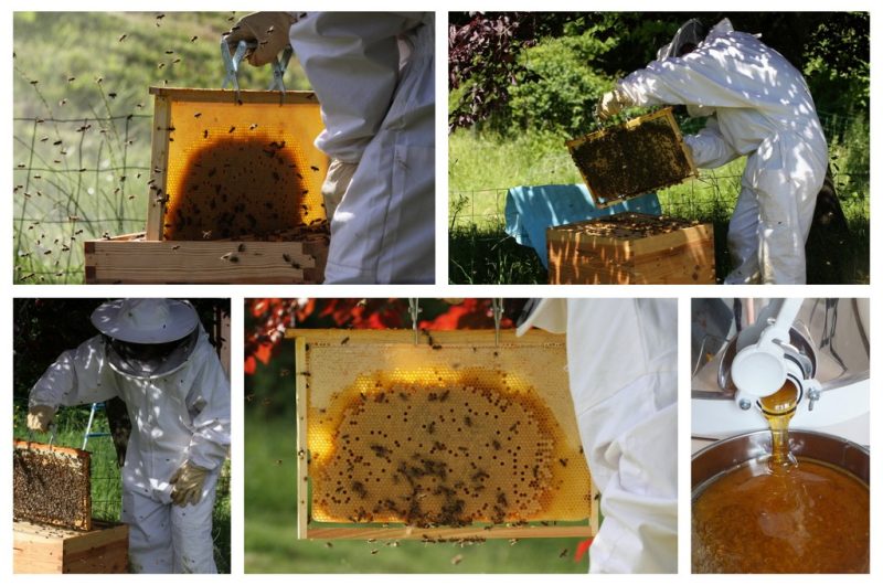 Les butineuses du Castagnos – 6