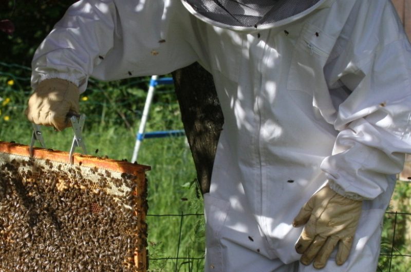 Les butineuses du Castagnos