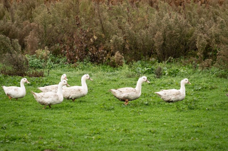 Miramont-Sensacq_La Ferme de Loustaou_@Enzo Mounet(5)