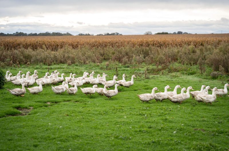 Miramont-Sensacq_La Ferme de Loustaou_@Enzo Mounet(6)