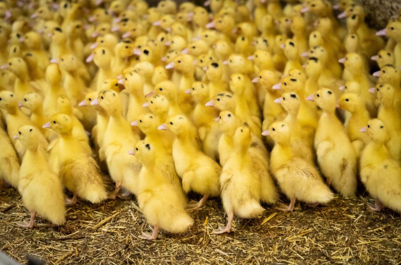 Miramont-Sensacq_La Ferme de Loustaou_@Enzo Mounet(7)