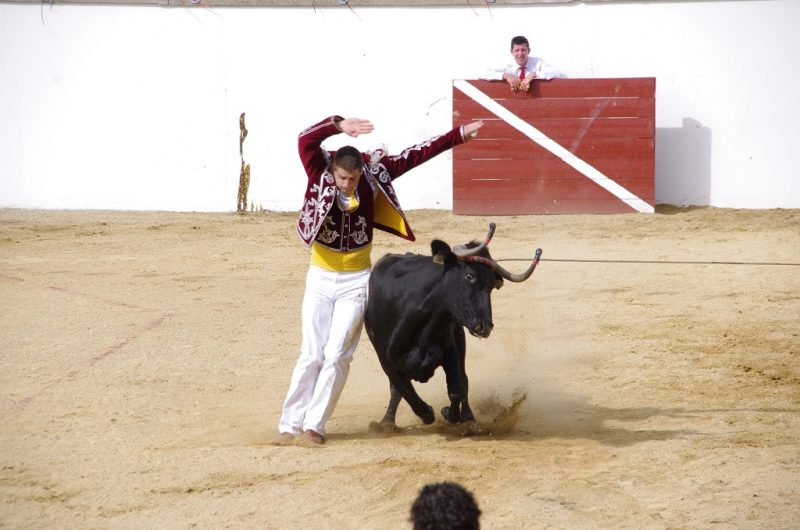 Montsoue-course-landaise-8-TiS