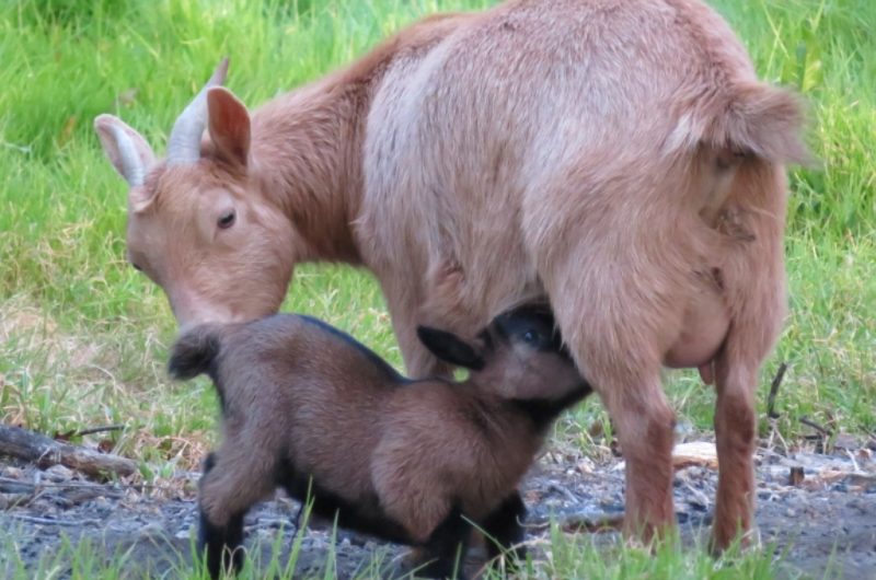 Moulin de Poyaller – chèbres naines