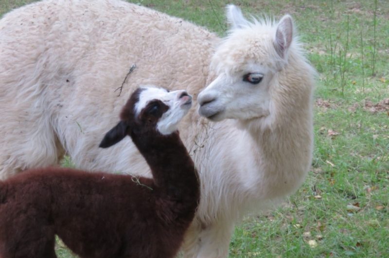 Moulin de Poyaller – famille alpagas