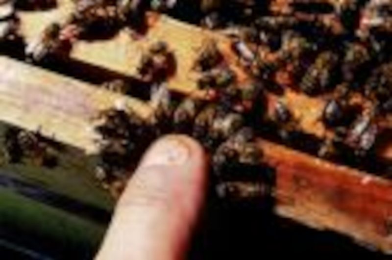 OTPT_MichèleSAngla_Apicultrice_Bégaar_02