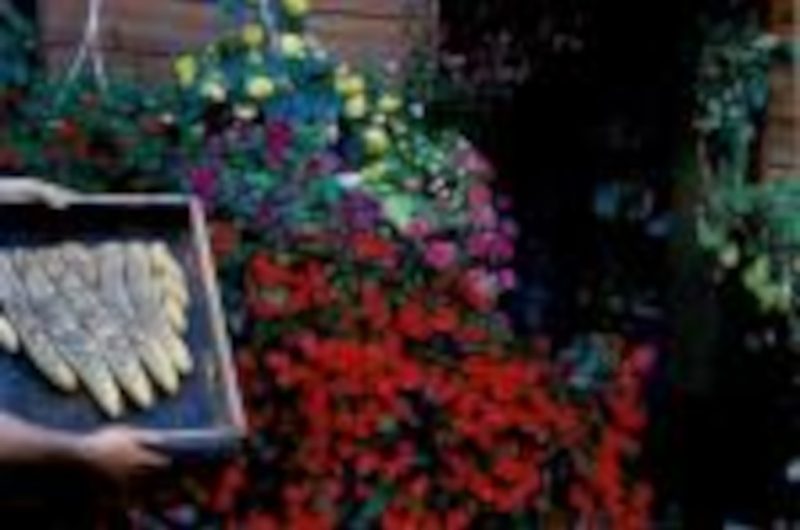 OTPT_MichèleSAngla_Apicultrice_Bégaar_03