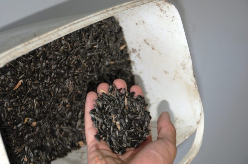 Oleandes – Graines de tournesol