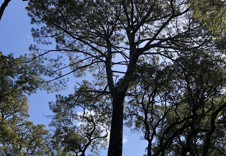 A Labenne, Circuit des Arbres remarquables