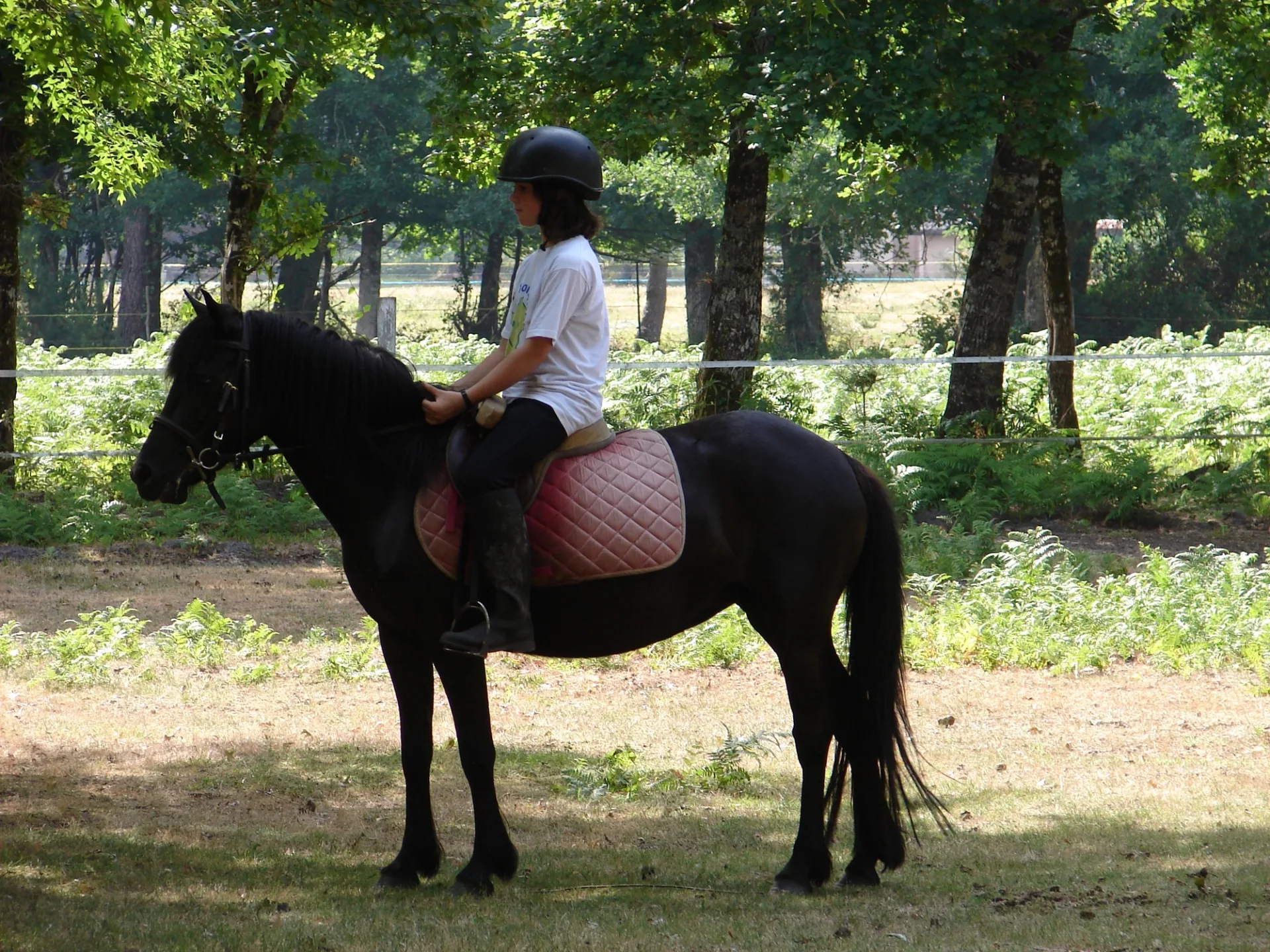 STJU_Poney club Grand Lio