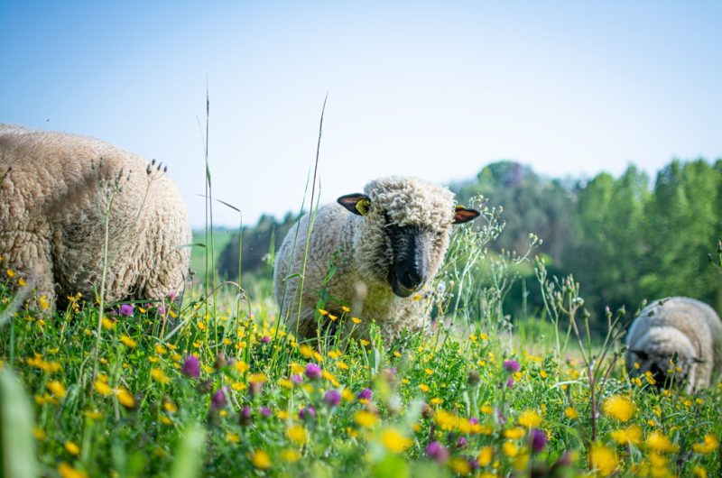 Santo Berdis – les animaux