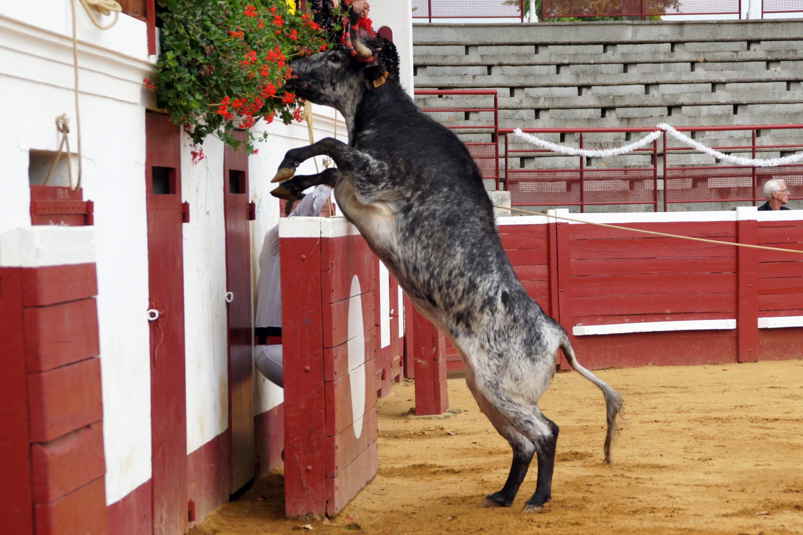 Vache qui saute – Copyright Céline LAFFARGUE