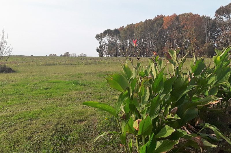 Vitte – vue jardin arrière