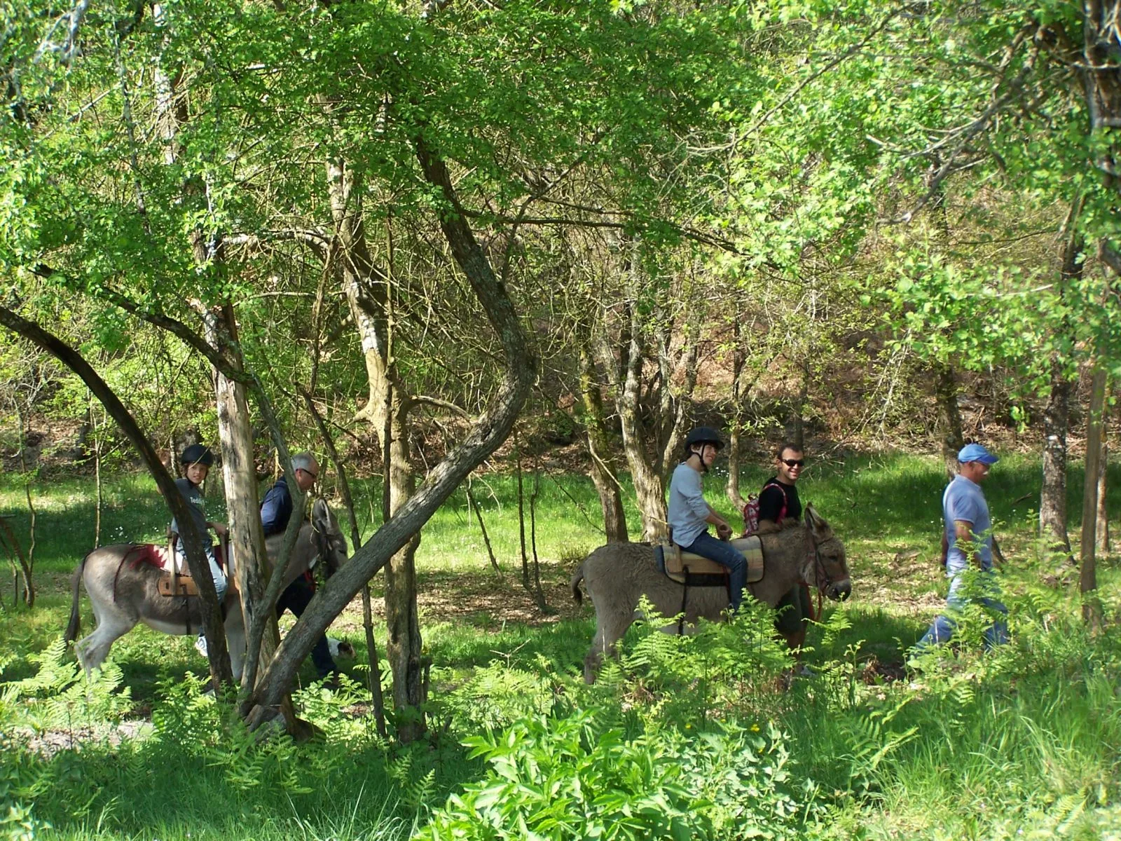 ânes bâtés  – balade forêt-