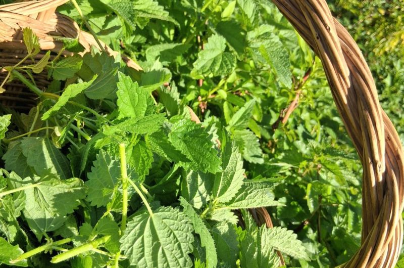 atelier plante 18-05