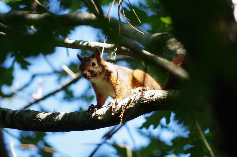 balade-nature-entre-courant-et-forêt-©c.kwasniewski