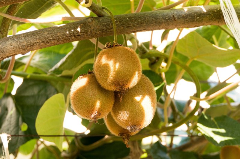 bulgarianf-kiwi-6579961_1280