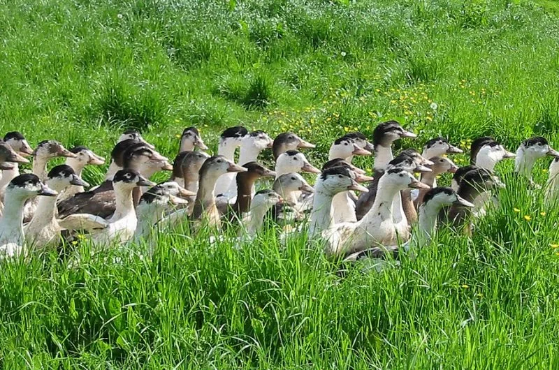canard-dans-prairie-2