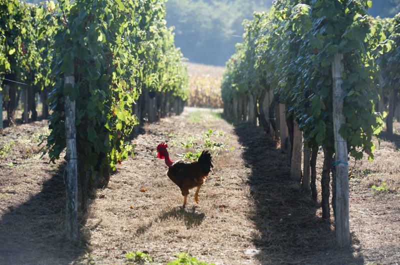 domaine du tastet jcp-2