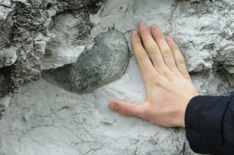 fossile_nautile_RNRgTercis