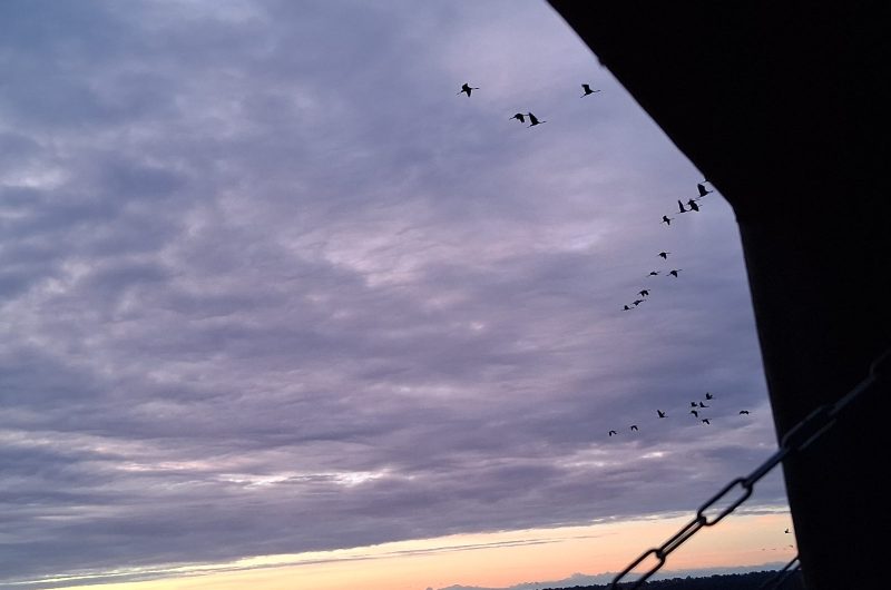 grues lever