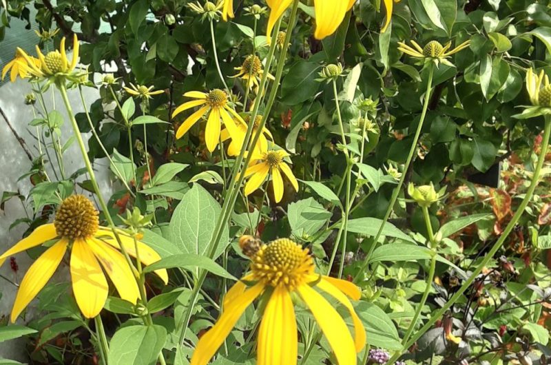 jardin  MARGUERITE CLNT 2024 (1)